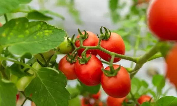 Innovación Agrícola: Rescate de Variedades de Tomate en La Rioja