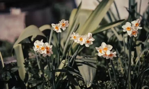 Guía Definitiva para el Cultivo Exitoso de Narcisos: Secretos para una Floración Espléndida