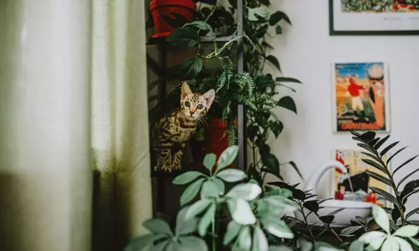 Guía Definitiva de Plantas Seguras para Hogares con Mascotas