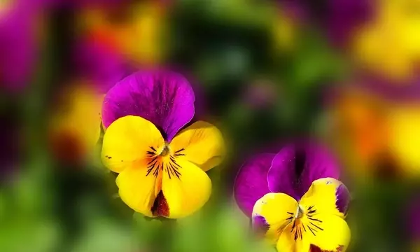 Descubriendo las Plantas Bianuales: Un Ciclo de Vida Único para tu Jardín y Huerto
