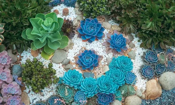 Jardines Sostenibles: Plantas Resistentes a la Sequía para un Paisaje Vibrante sin Riego Constante