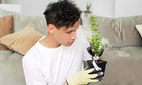 Descifrando el Lenguaje Silencioso de tus Plantas: Una Guía Integral para su Bienestar