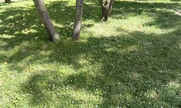 Plantas Tapizantes: La Revolución Ecológica para Jardines Sostenibles