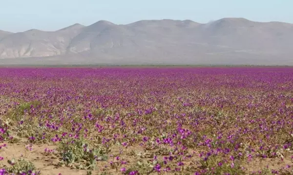 El Desierto Florido de Atacama: Un Espectáculo Natural Inigualable