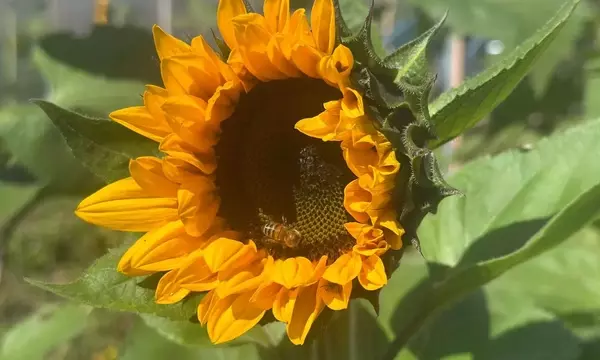 Crea un Santuario para Polinizadores: Guía Completa de Jardinería Sostenible