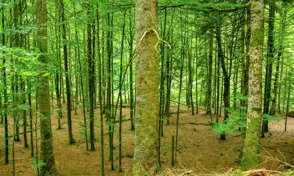 Los Secretos Químicos de la Interacción Vegetal en los Bosques