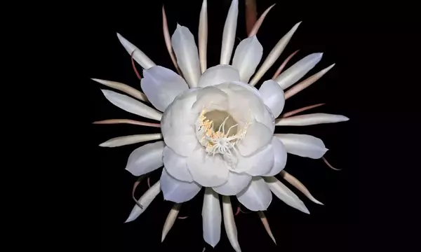 El Encanto Nocturno: Jardines Que Cobran Vida al Anochecer