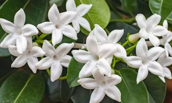 El Arte de la Poda del Jazmín: Claves para una Floración Abundante y Saludable