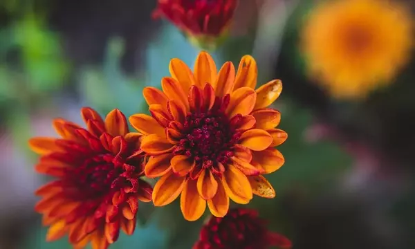 Guía Completa: Flores Espectaculares para Plantar en Septiembre y Embellecer tu Jardín Otoñal