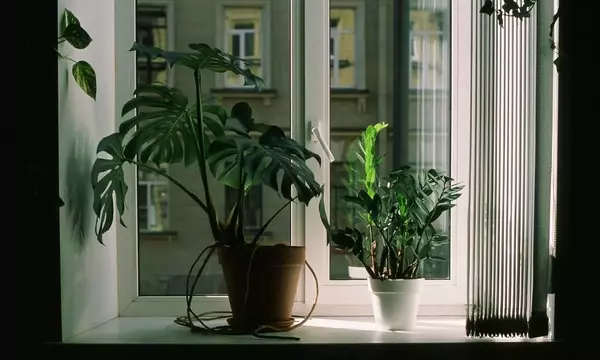 Detectando y Ajustando la Iluminación Ideal para el Crecimiento de tus Plantas de Interior