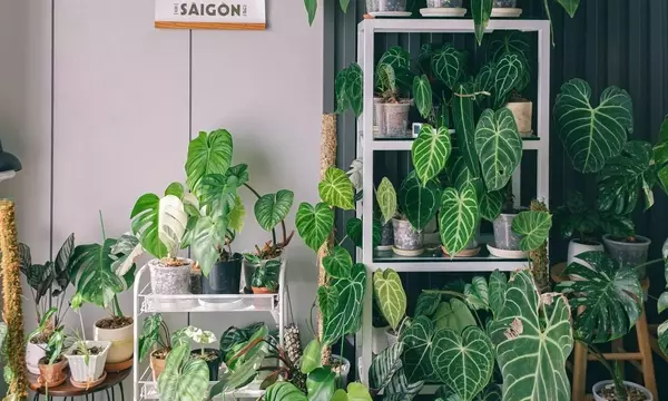Plantas Exóticas de Fácil Cuidado para Embellecer tu Hogar