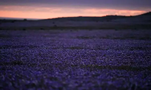 El renacimiento floral del desierto de Atacama