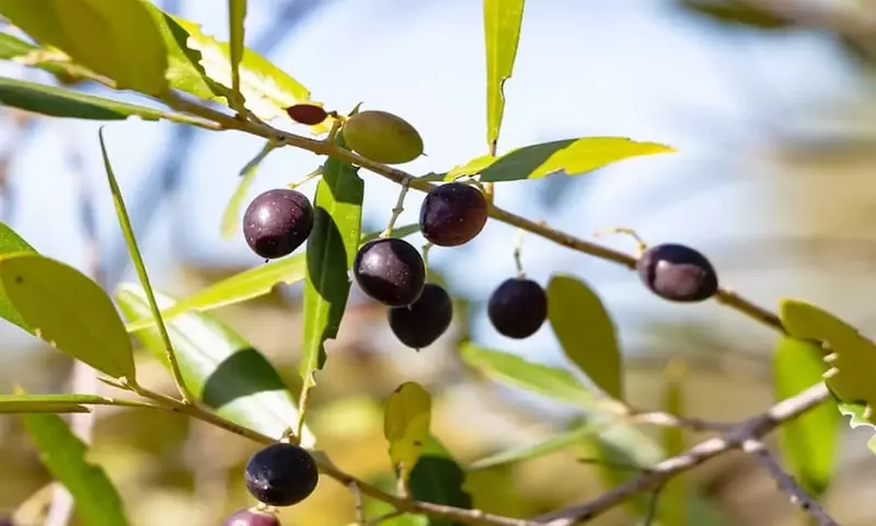 Acebuche y Olivo: Diferencias Clave entre el Olivo Silvestre y el Cultivado