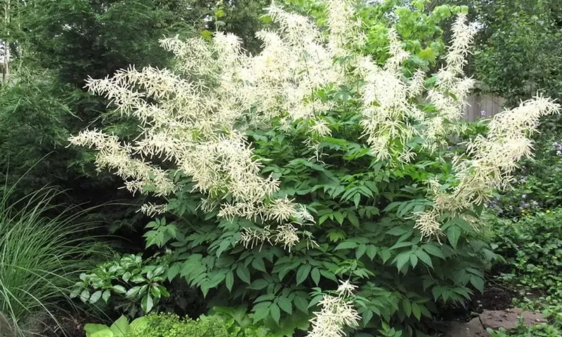 Aruncus Dioicus: Un Tesoro para Jardines Sombreados y Húmedos