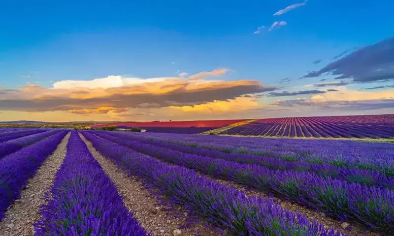 La Lavanda en España: Un Espectáculo Natural y Cultural