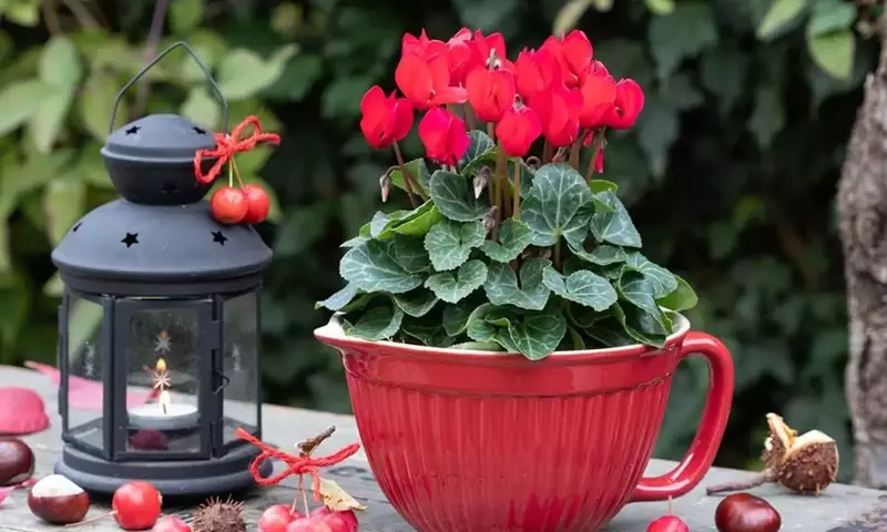 Plantas: El Regalo Perfecto y Simbólico para una Amiga Especial