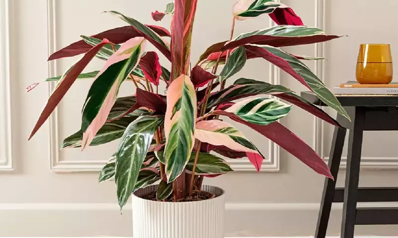 Calathea Sanguínea: Un Toque Vibrante de Color para tu Hogar