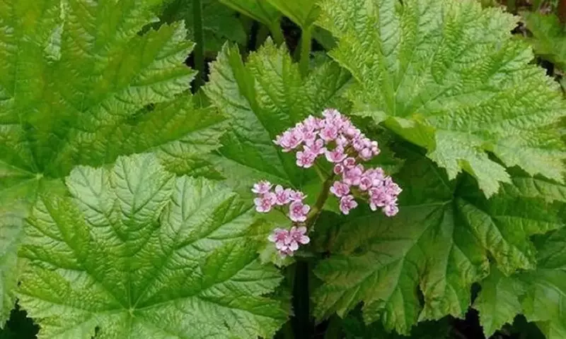 La Darmera Peltata: Una Joya Botánica con Historia y Versatilidad