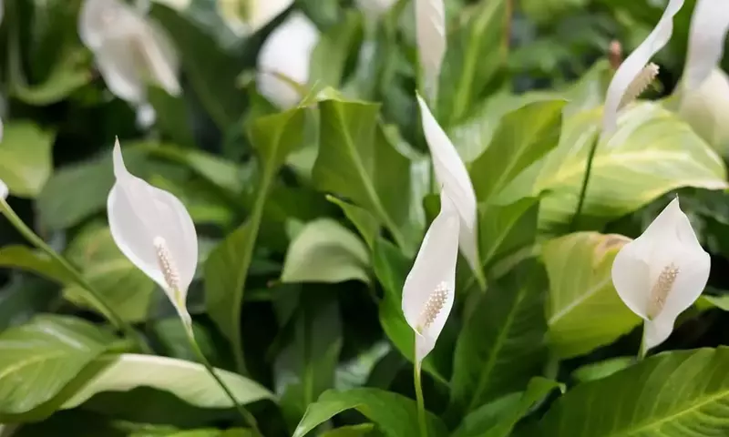 Spathiphyllum: La Guía Definitiva para el Cuidado y Embellecimiento del Lirio de la Paz