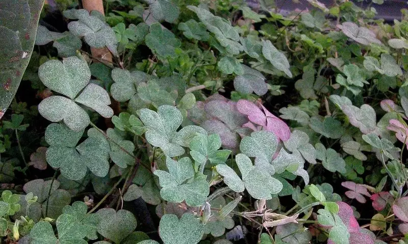 Innovación en el Control Biológico del Ácaro Cristalino del Aguacate: El Papel de Oxalis Corniculata