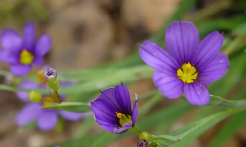 Sisyrinchium: La Joya Escondida de tu Jardín