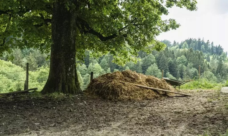 Tilo: El Árbol Ancestral de la Salud y la Belleza Natural