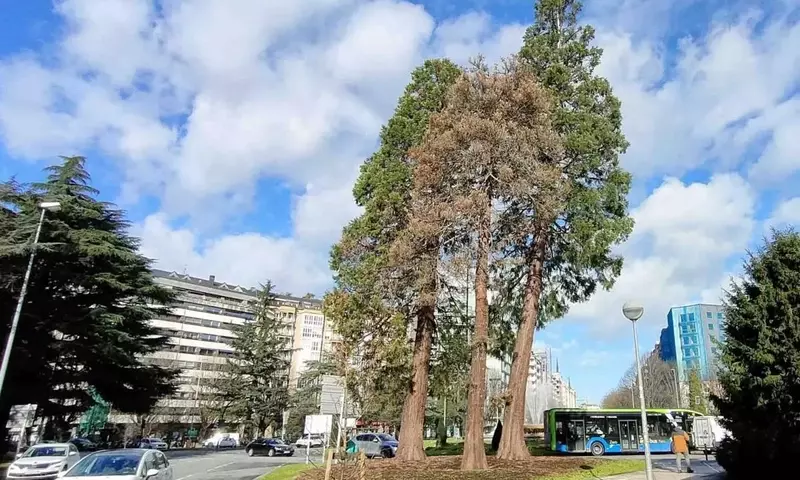 El Futuro de las Secuoyas Urbanas: Un Debate entre Conservación y Ciudadanía en Donostia
