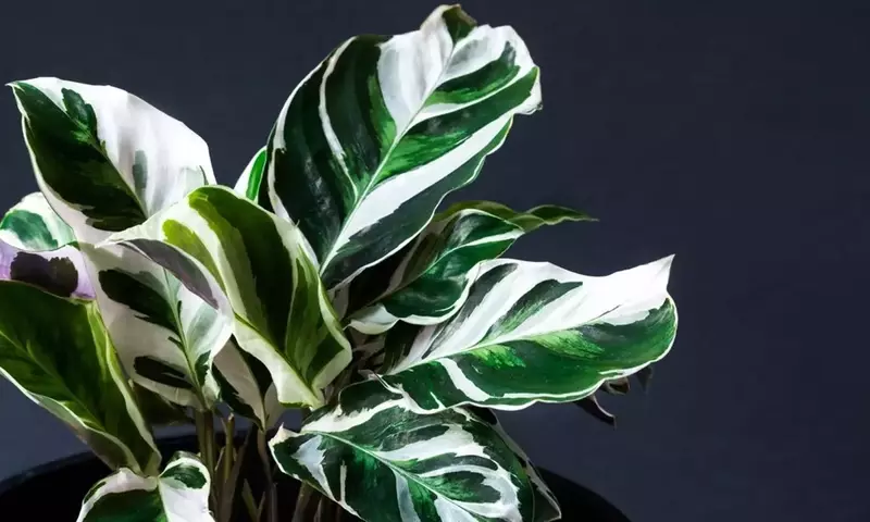 Guía Completa para el Cultivo y Cuidado de la Fascinante Calathea Green Fusion