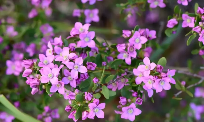 Boronia Crenulata: Guía Completa de Cultivo, Cuidado y Adquisición