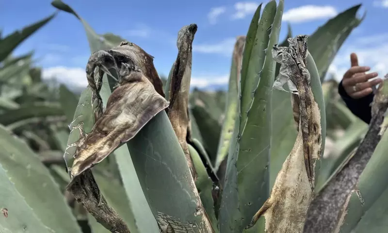 El Maguey: Un Símbolo Cultural Mexicano Amenazado por la Modernización y Prácticas Ilícitas