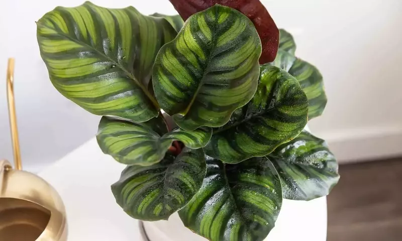 Descubriendo la Calathea Grey Star: Una Joya Tropical para tu Hogar