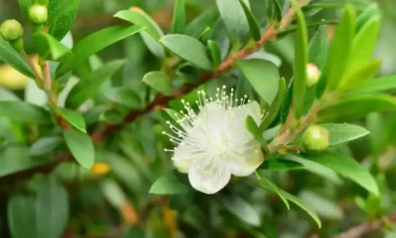 Azaleas: Belleza y Resistencia en el Paisajismo Moderno