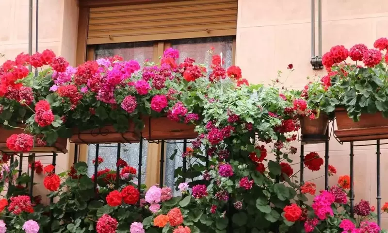 Jazmín: Esencia Aromática y Significado Cultural Profundo