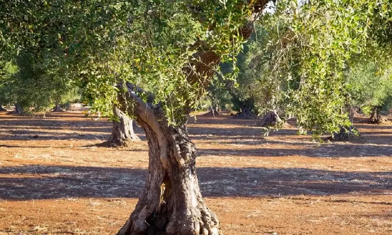 Trichoderma: Un Hongo Beneficioso para Proteger los Olivos de Enfermedades