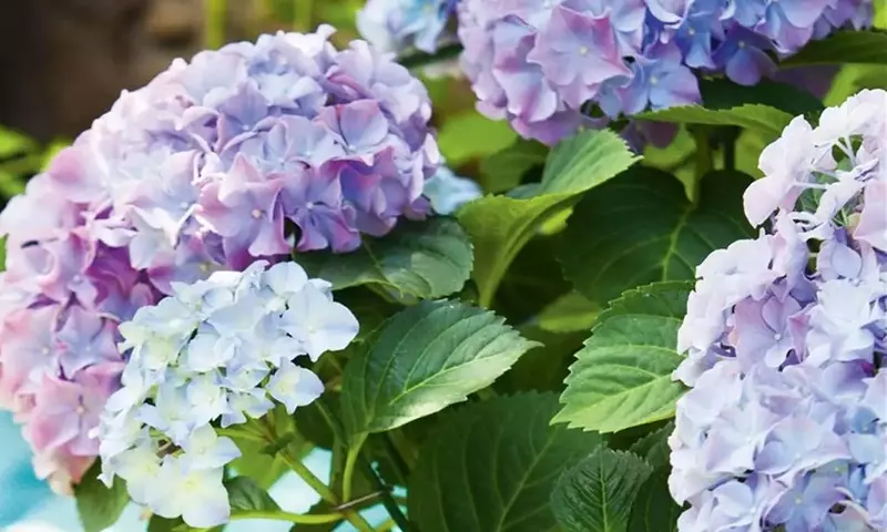 Cultivo y Cuidado de las Hortensias Mini: Una Guía Completa para Jardineros
