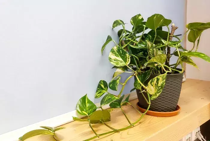 Epipremnum Aureum: La Joya Versátil de la Jardinería Interior