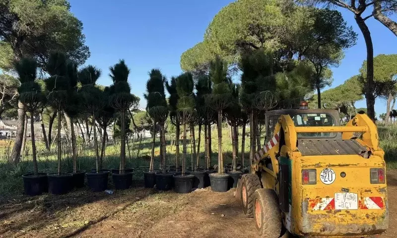 Reverdeciendo Ciudades: La Imperativa de Árboles y Arbustos en la Lucha Climática
