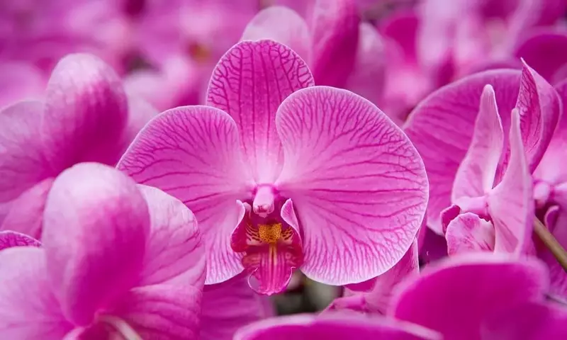 Orquídeas: Cultivo Óptimo y Preservación de su Excepcional Belleza