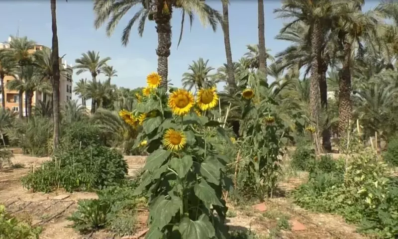Las Palmeras: Un Símbolo Cultural y Natural en España