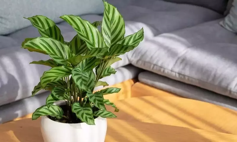 Guía Definitiva para el Cuidado de Calathea (Goeppertia): Secretos para un Follaje Vibrante