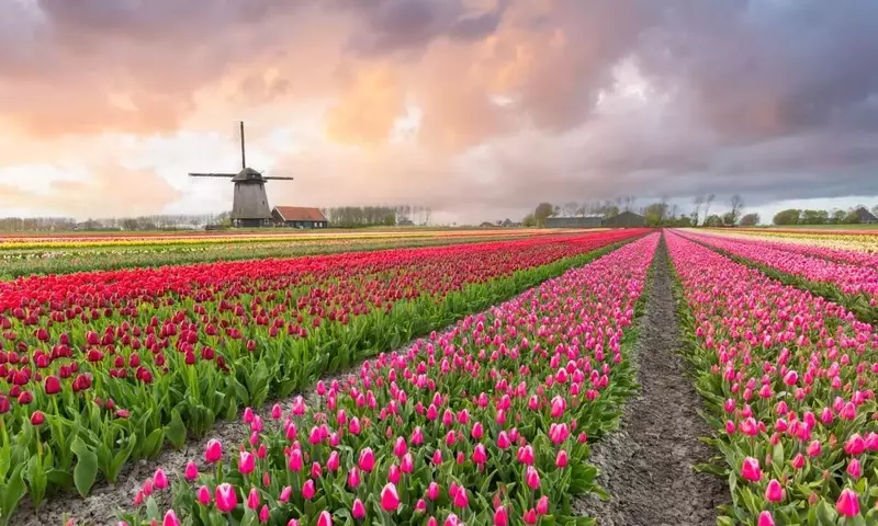 El Esplendor Floral de los Tulipanes: Un Modelo de Turismo Sostenible y Conservación Ambiental