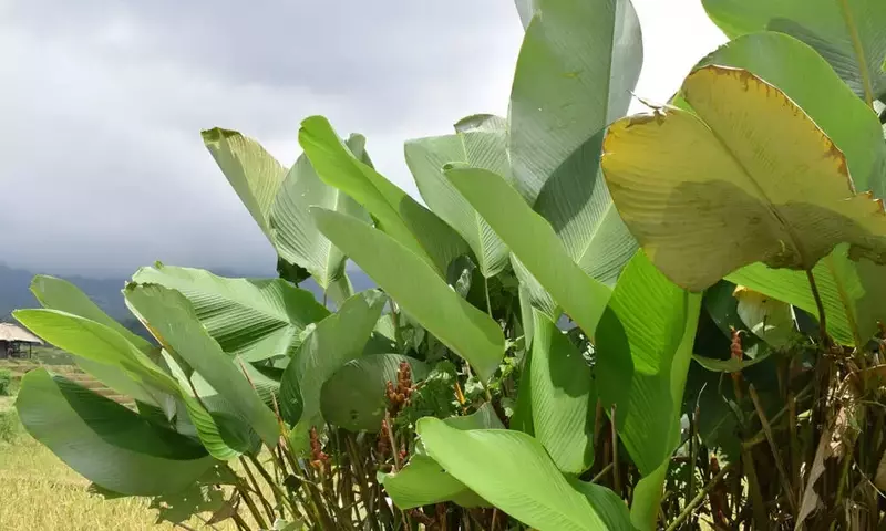 Calathea Inocephala: Revelando sus Secretos Botánicos y Cuidados Esenciales