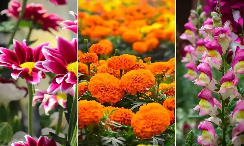 El Geranio: La Esencia Floral que Define la Perfumería Contemporánea