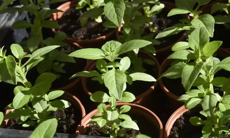 La Albahaca: Un Imprescindible Culinario y Protector del Jardín
