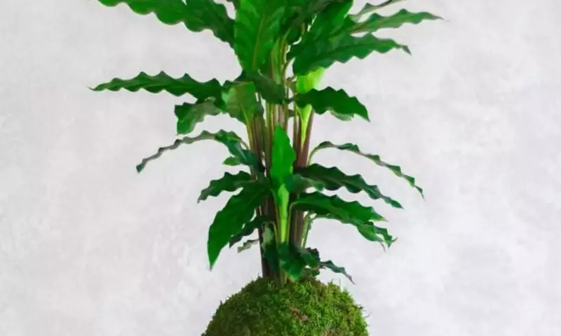 Kokedama y Calathea: El Arte de Fusionar la Tradición Japonesa con la Exuberancia Tropical