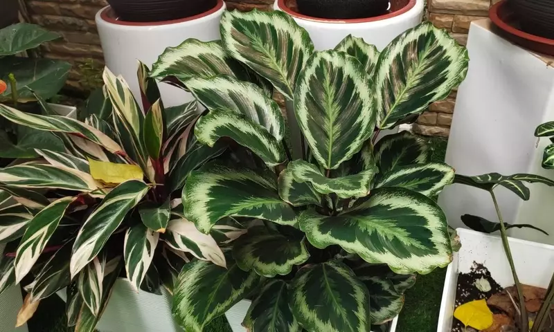 Calathea Lietzei: Un Tesoro Tropical para tu Hogar