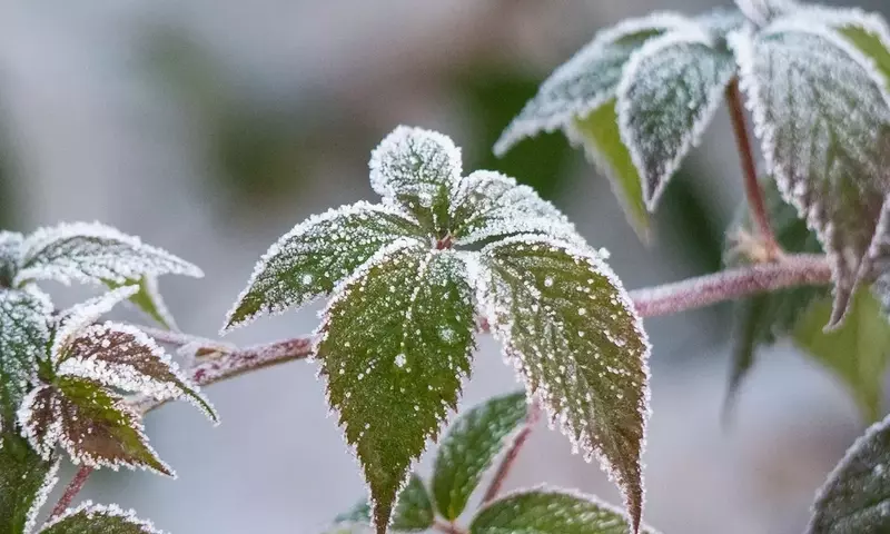 Recuperación de Plantas Congeladas: Estrategias Esenciales para el Invierno