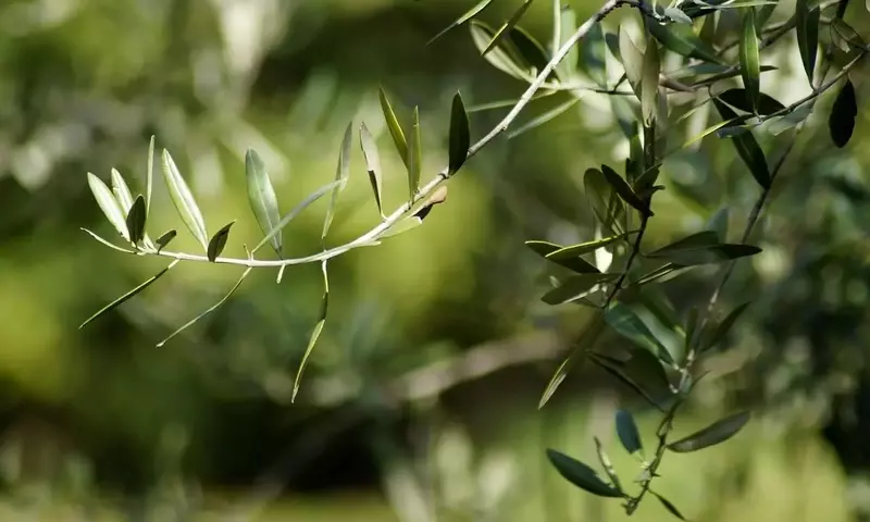 La Hoja de Olivo: Un Tesoro Nutricional Redescubierto para la Salud