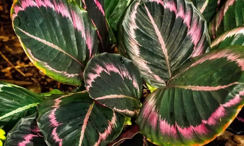 Calathea Jungle Rose: Un Oasis Tropical en su Hogar