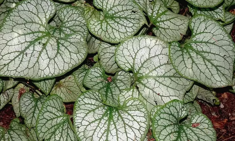 Peperomia Watermelon: Guía Completa de Cultivo y Cuidados para una Planta Exótica
